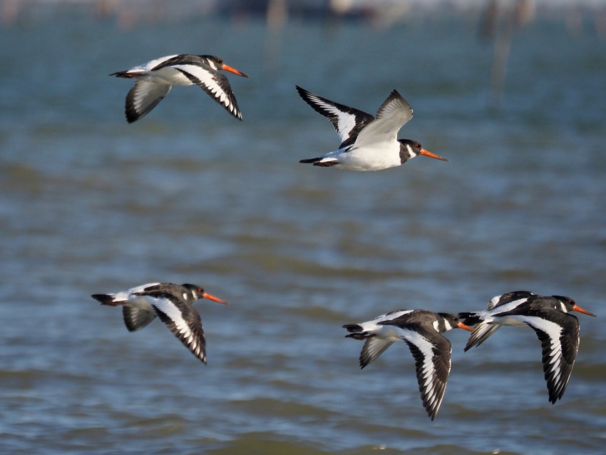 Beccaccia di mare (Haematopus ostralegus)